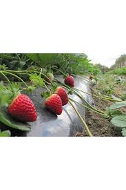 تصویر 2 از نایلون مالچ توت فرنگی با عبور نور مناسب و یکنواخت